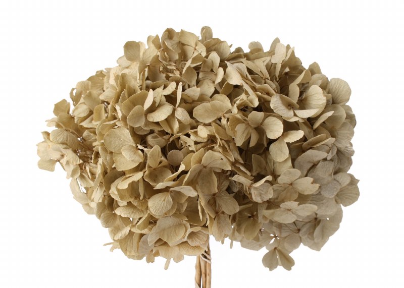 Picture of Preserved Hydrangea Natural 15cm